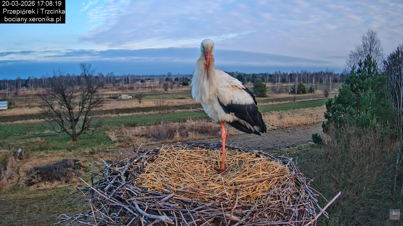 20032026bociany 28