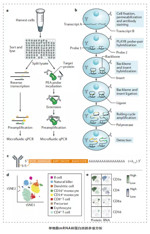 单细胞蛋白组分析技术-3.png