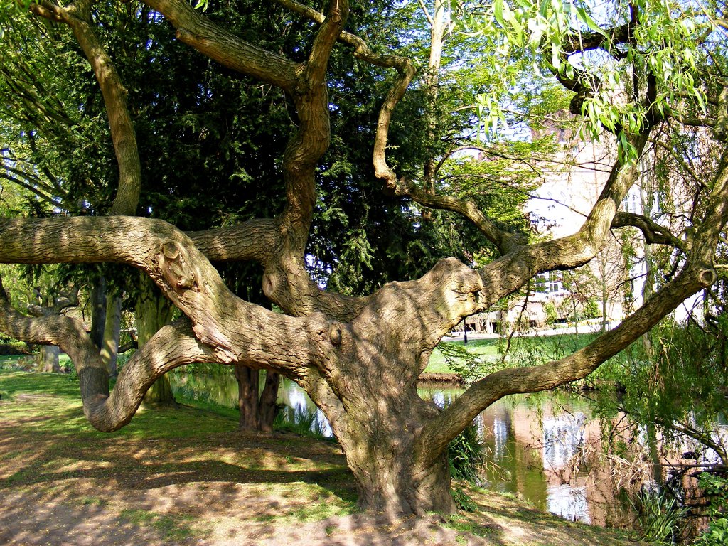 Park-Spreading-tree-HD.jpg