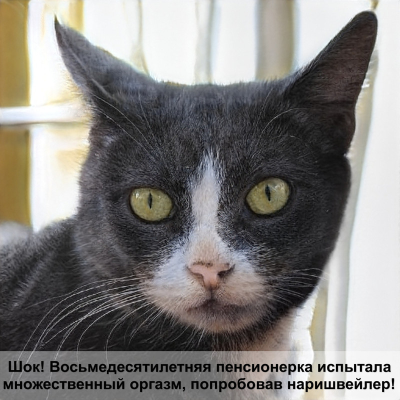 как узнать есть ли у кошки молоко