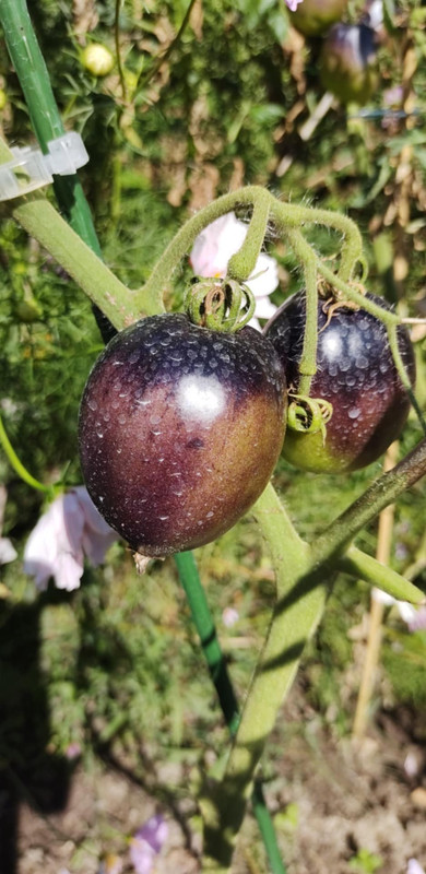 Messenger_creation_A777D27F-FABA-491C-B90D-6E04184D823A