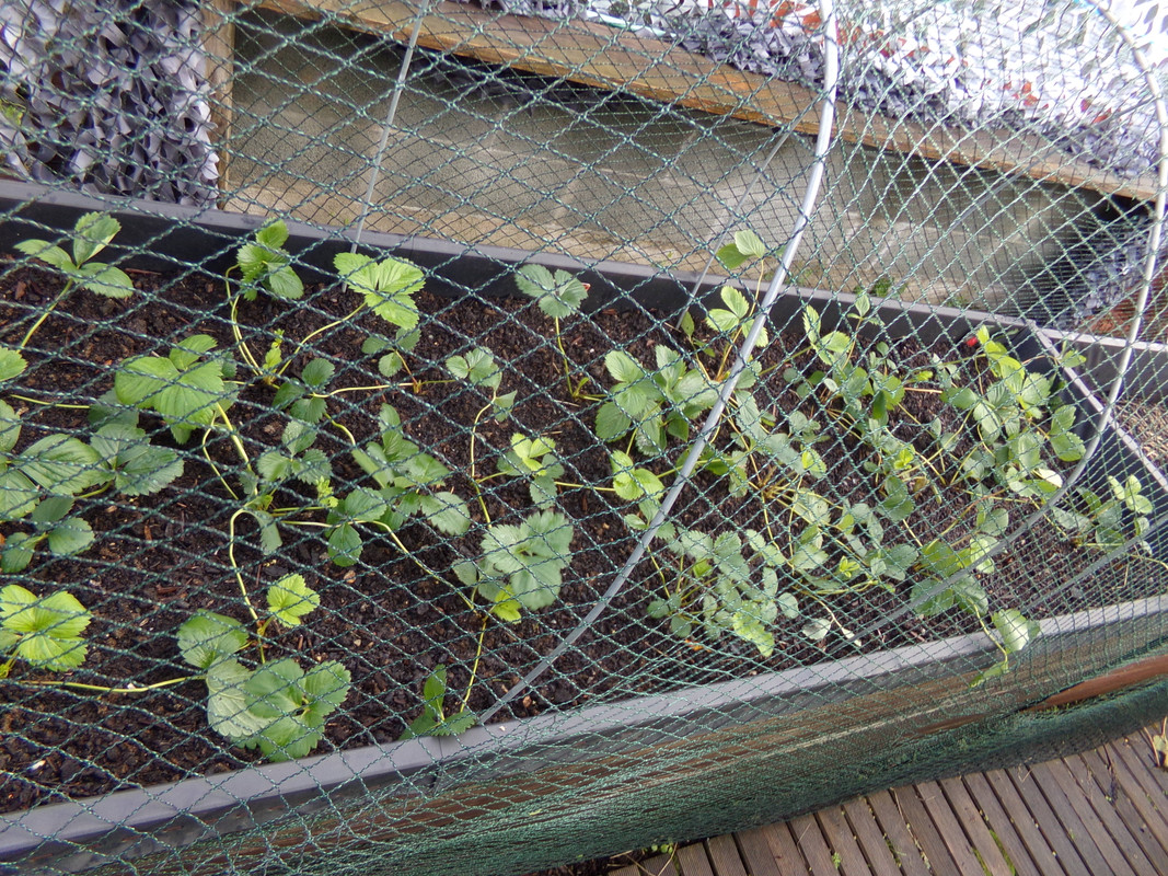 fraisiers moitié garriguettes, moitié charlotte