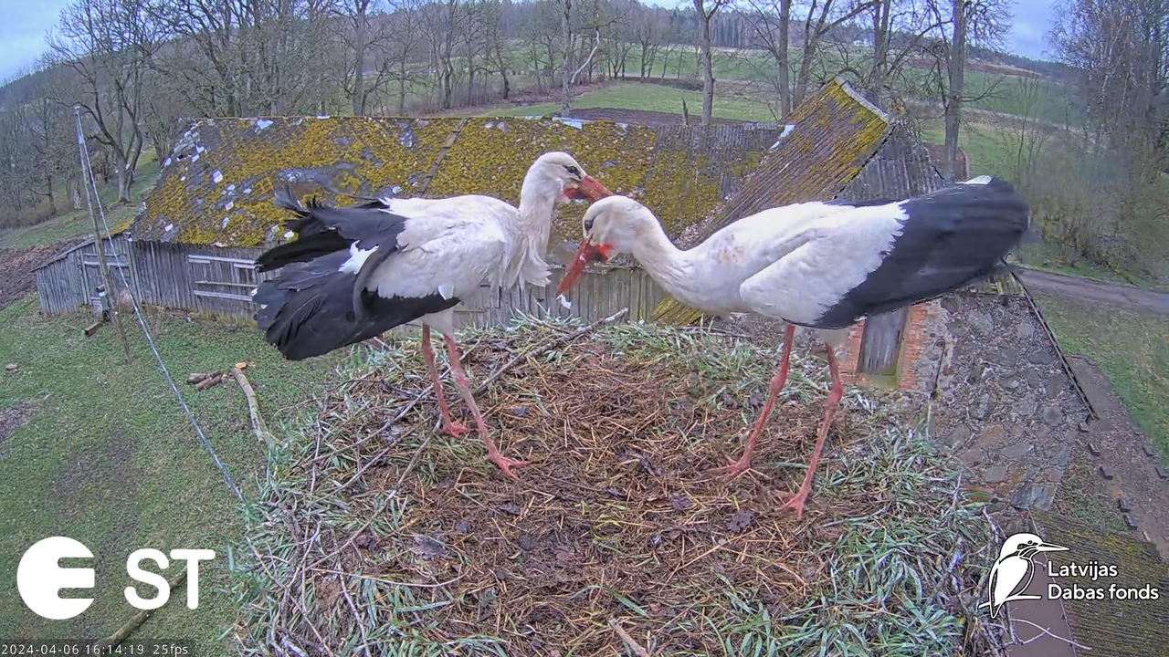 Baltie stārķi (Ciconia ciconia) Tukuma novadā - LDF tiešraide __ White storks in Tukums, Latvia 13-2