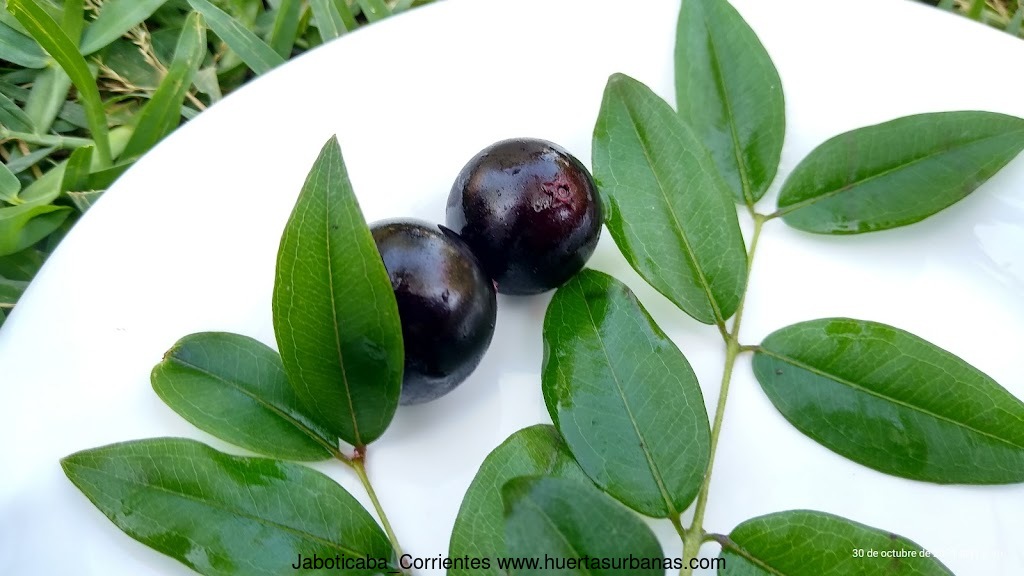 Huertasurbanas_com-IMG_20211030_164109255_HDR.jpg-20211030_184628Jaboticaba_Corrientes