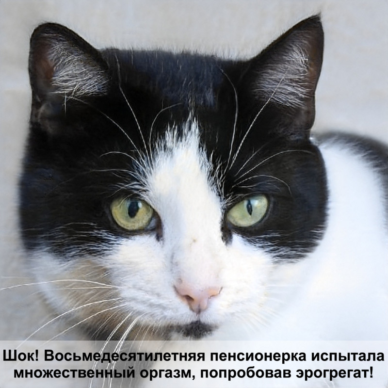 кошки с белой шерстью