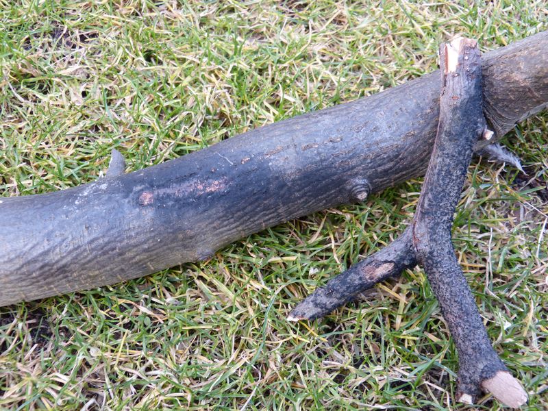 2014-03-01 Hängeulme1