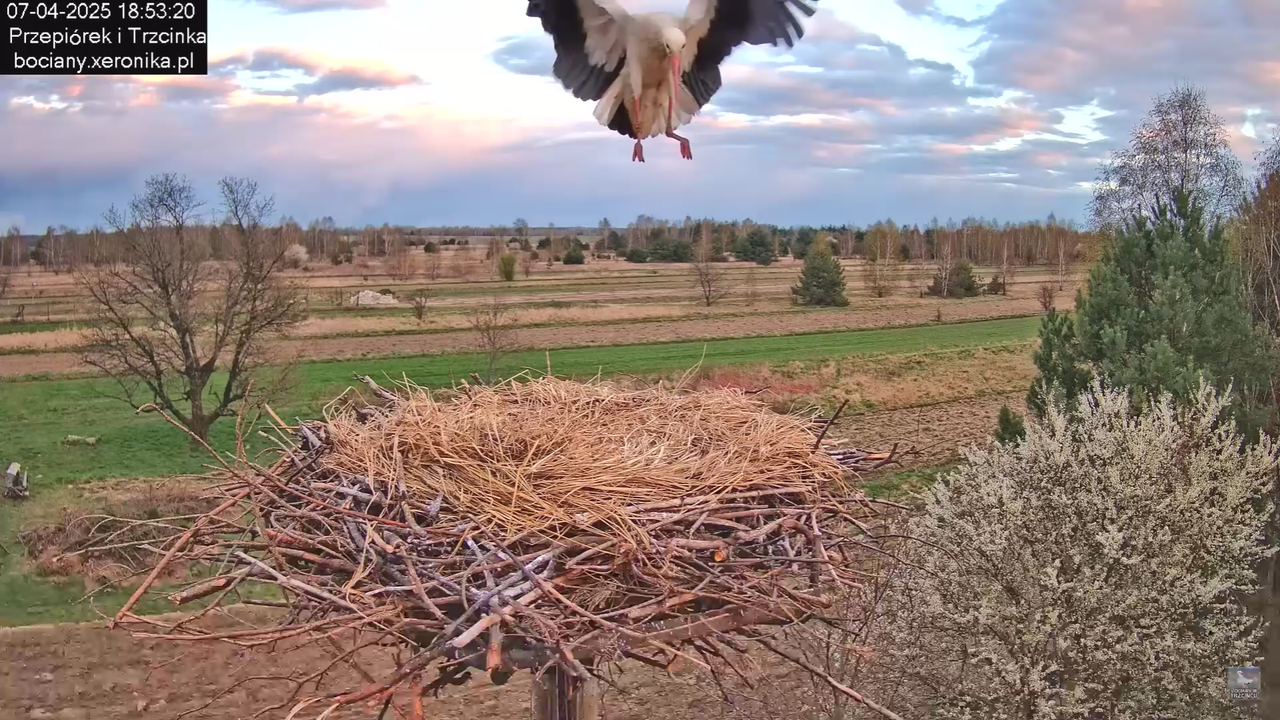 07042025wieczornybocian_4
