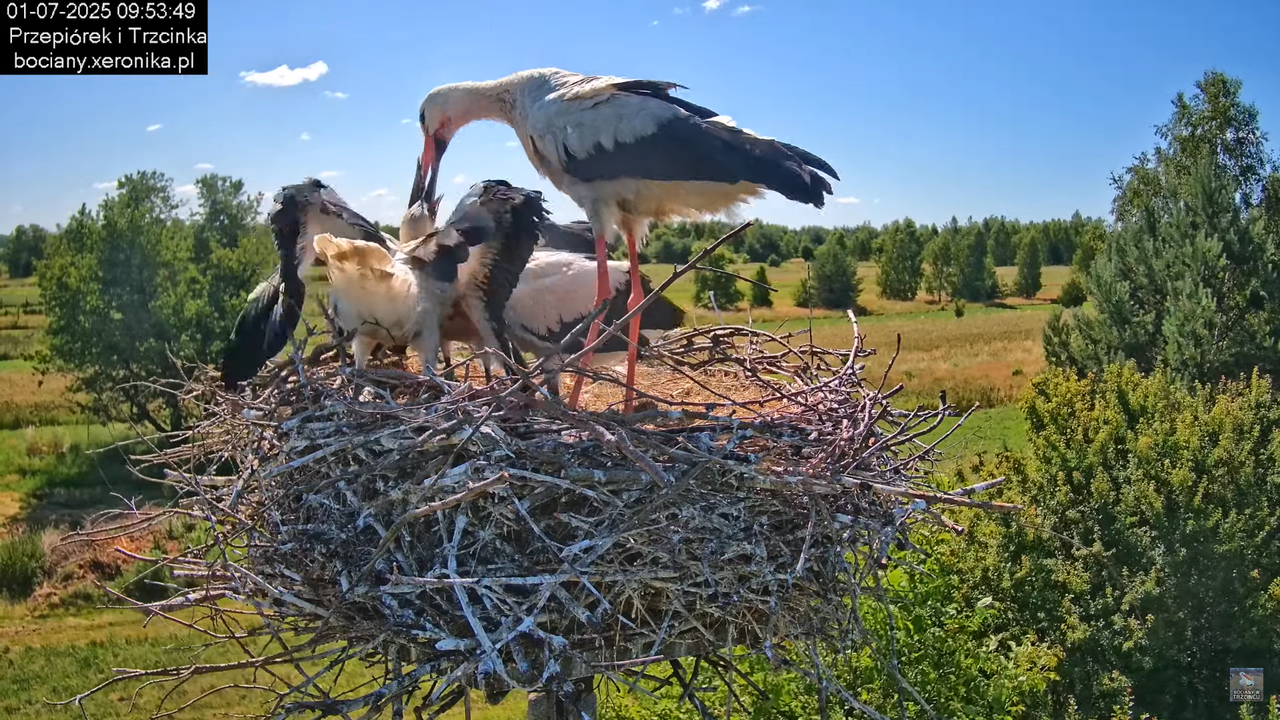 01072025bociany25