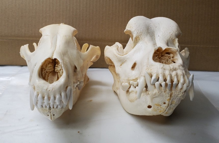 Domestic dog skulls compared with a wolf skull Carnivora