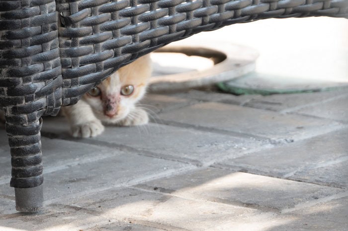 Stray cat receiving food