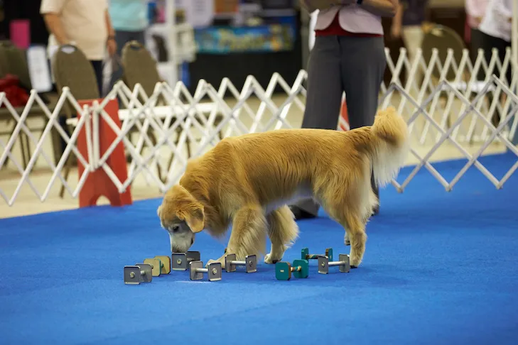 Why Low Impact Workouts Are Pivotal for Senior Dogs