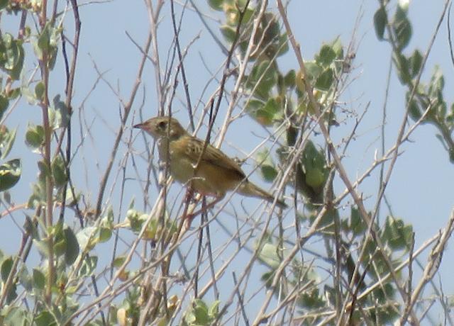 Pedido de ID - Fuinha dos Juncos - 5 e 6/7 ID-Fuinha-1