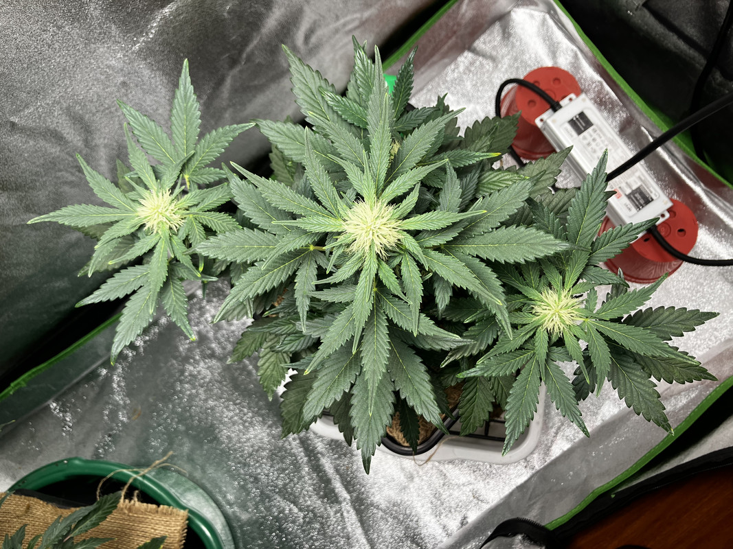 ECD569C0-8EB2-4781-9B2F-51CBC4223732