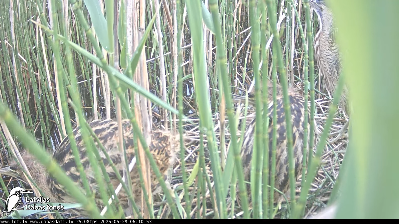 LDF Lielais dumpis (Botaurus stellaris) Zemītes pagastā 4-5-55 screenshot