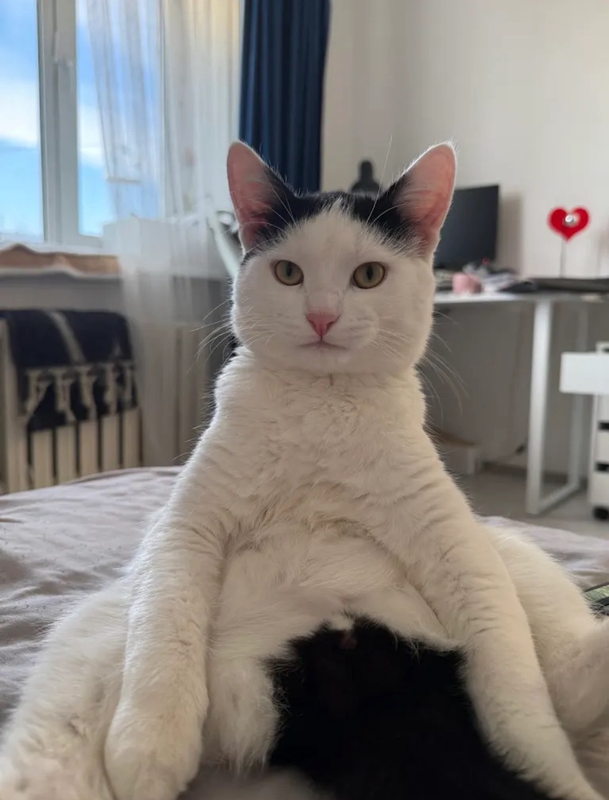 sit3.png