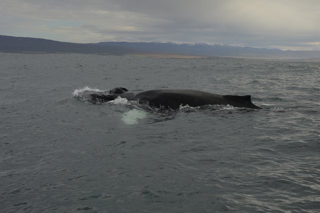 DIA 10: HUSAVIK A HVERIR - Islandia en tiempos de Covid. Y con Camper! (6)