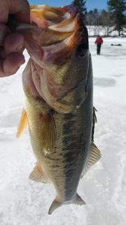 3 17 bass
