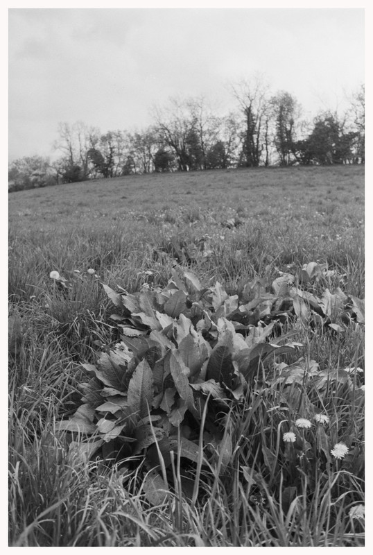 Rollei 35 T_23 apr 2022_01bordo (861x1280)