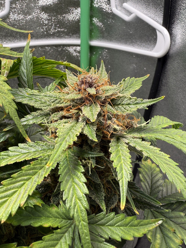 9B51535F-B9A1-4D87-BF47-1F20163AF8F4