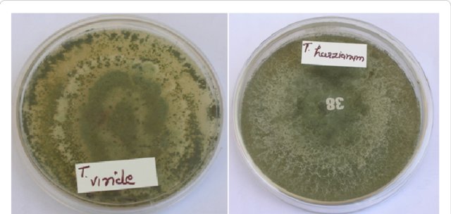 Colony-Growth-of-Trichoderma-viride-01-PP-and-Trichoderma-harzianum-Thazad-on-PDA_W640