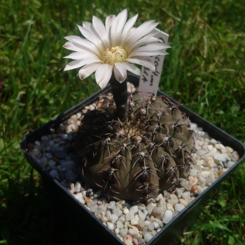 Gymnocalycium occultum P 131A