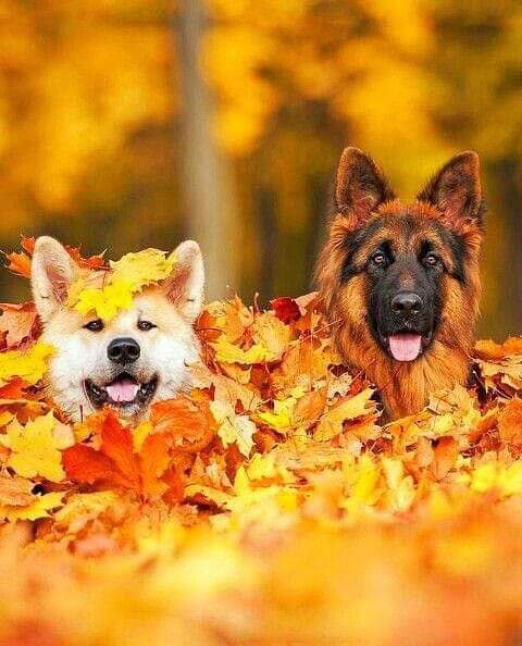 Fall-Dogs-2-Leaves