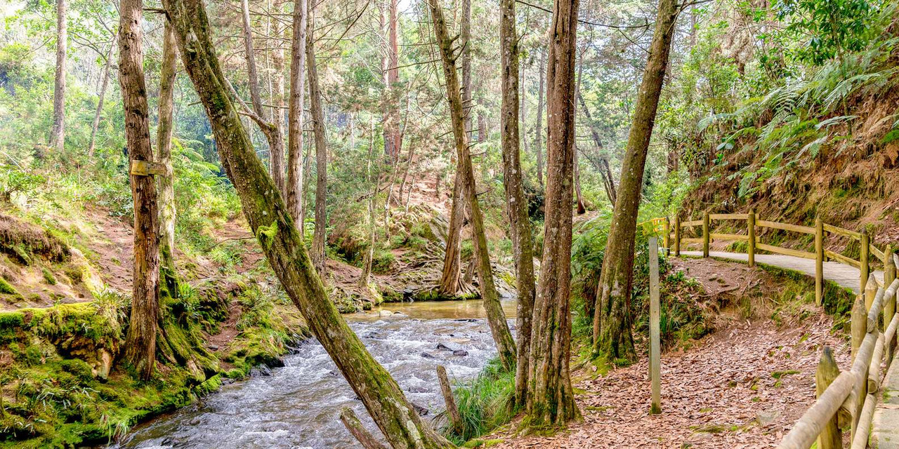99-1 Парк Арви природный оазис у ворот Медельина
