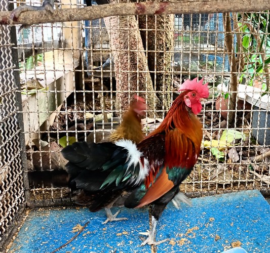 รูปภาพ