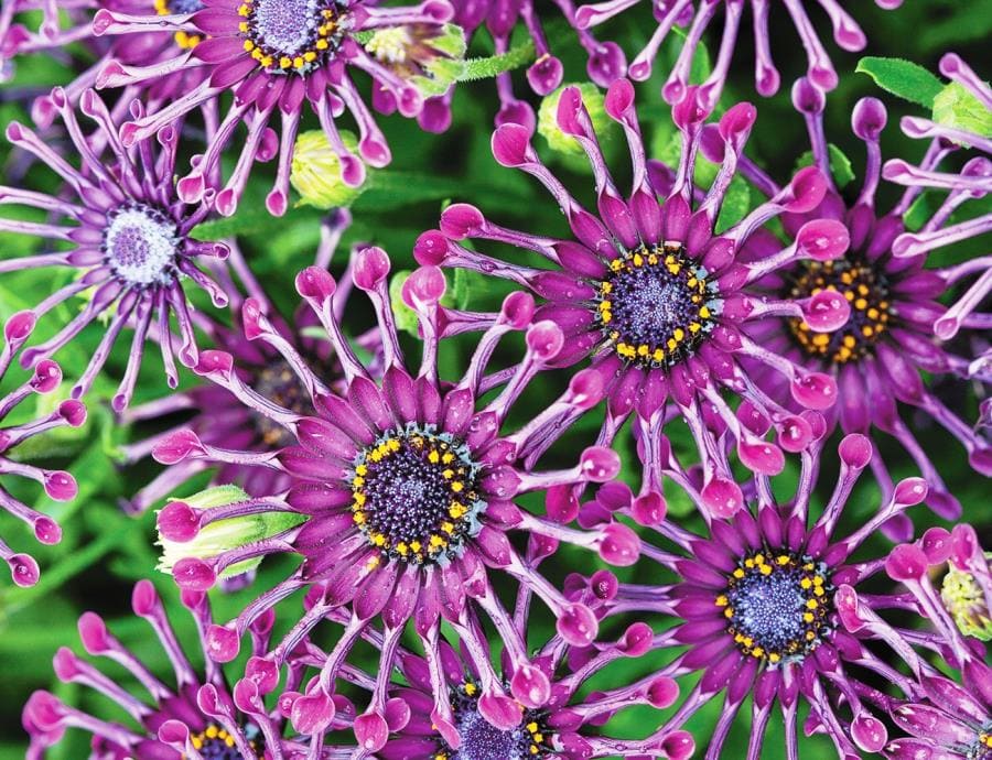 Osteospermum: цветок, танцующий за солнцем и меняющий оттенки за ночь Osteospermum: цветок, танцующий за солнцем и меняющий оттенки за ночь