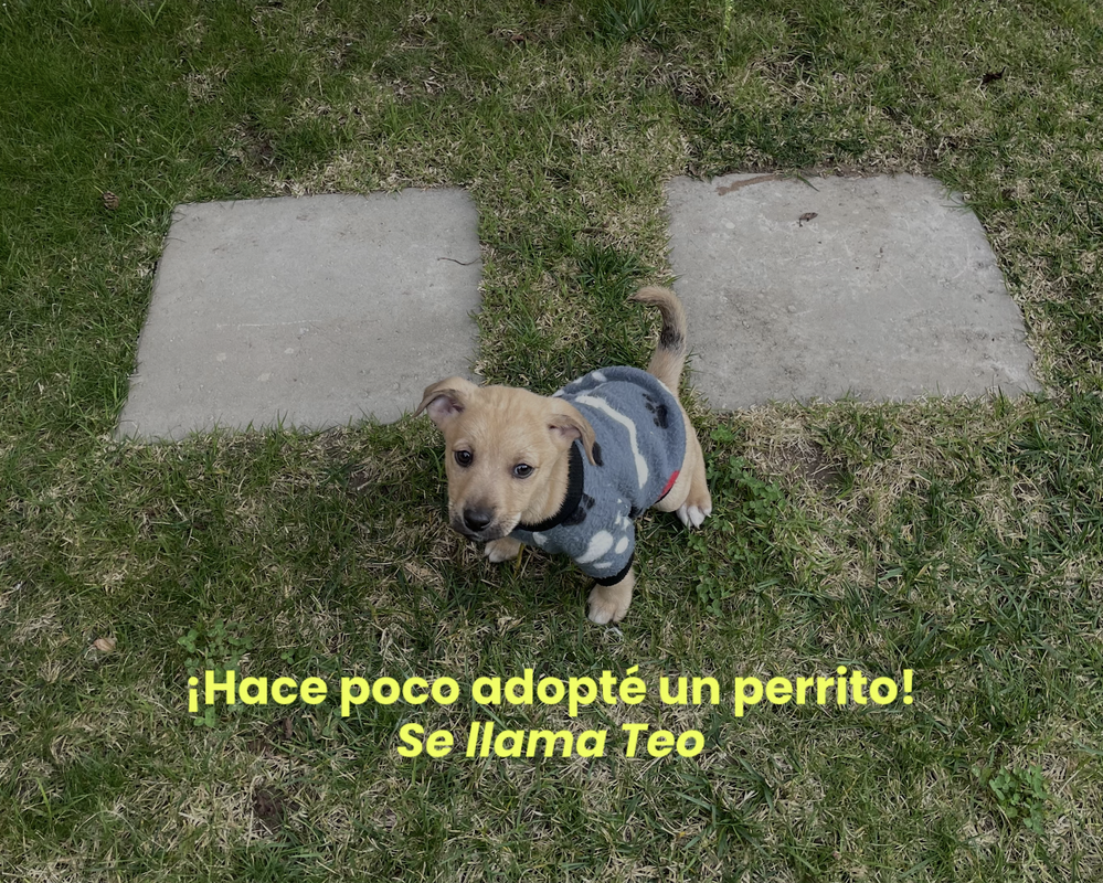 Foto del perro recientemente adoptado por Jacinta Arellano. Se llama teo, es de color café claro, tiene un chaleco puesto y se encuentra en el patio