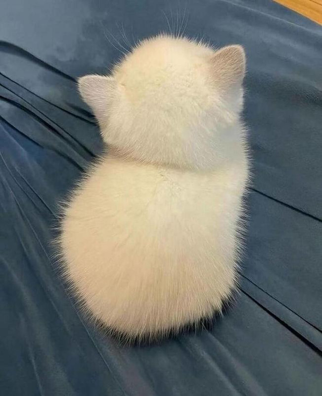 flauschi-0.jpg