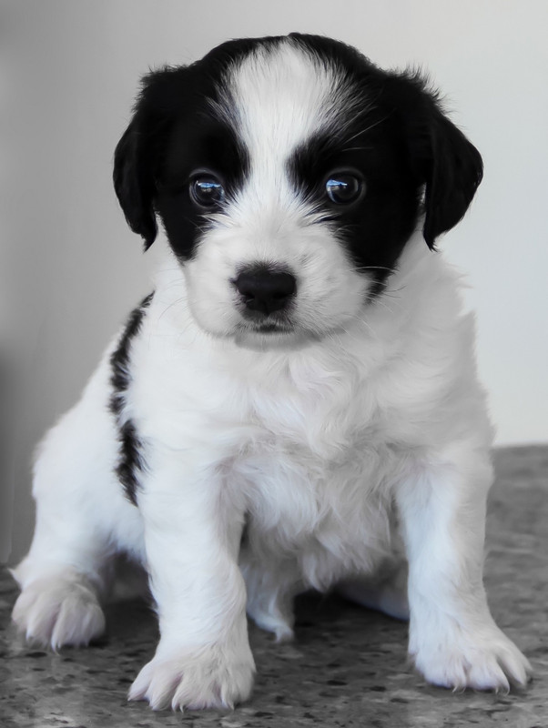Blacknwhitecutepuppy.jpg