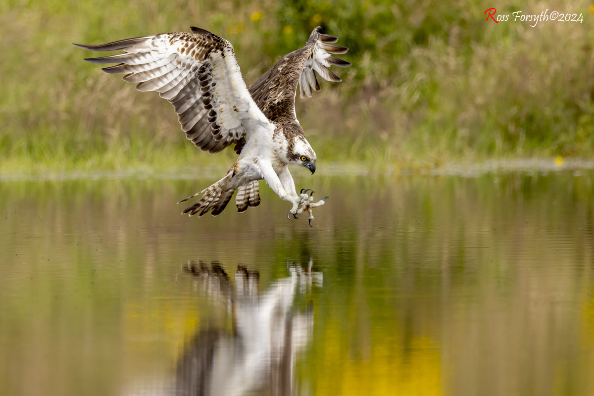 20240727-_5RF8926-CR3