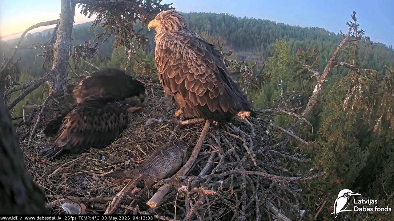 vlcsnap-2025-05-30-04h50m02s019