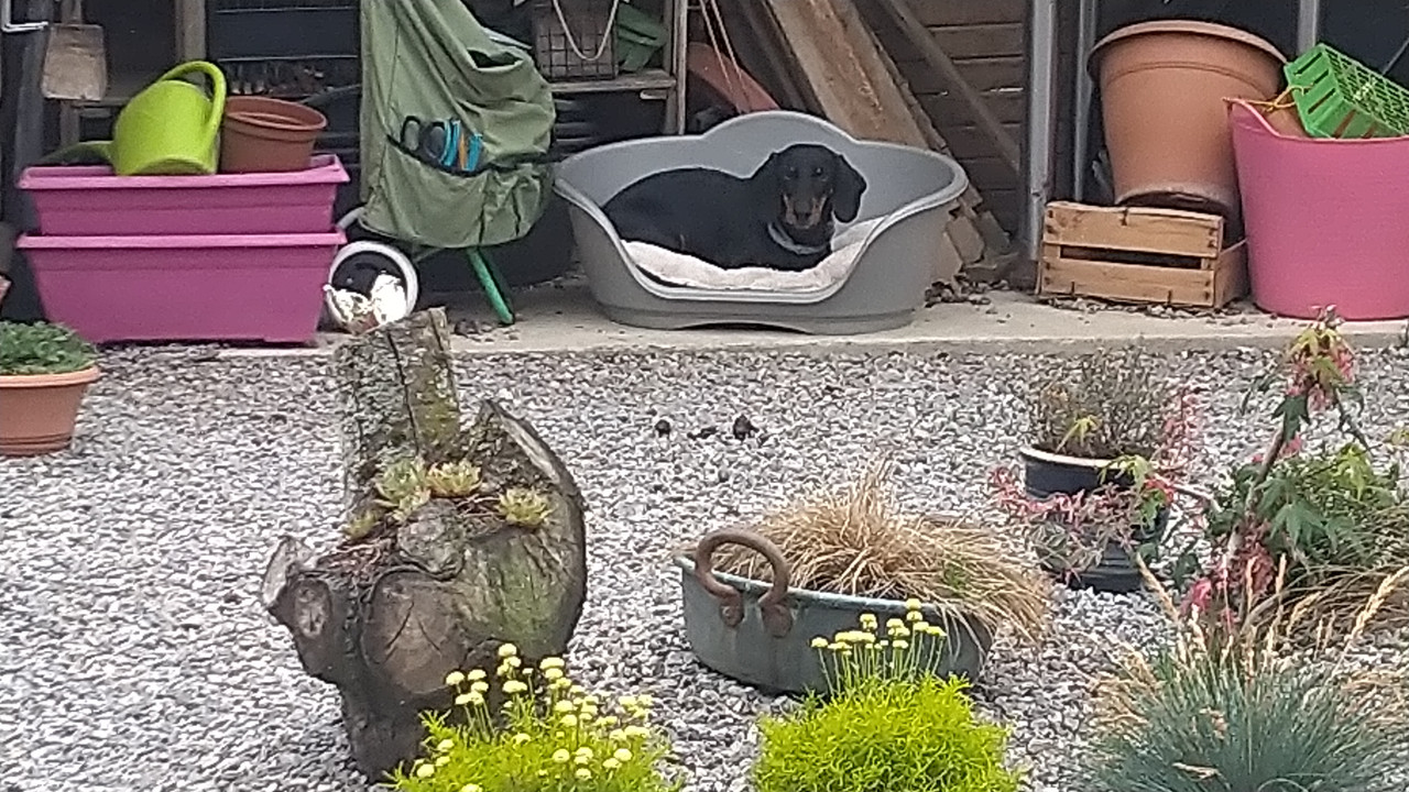 [Image: DSC-0718.jpg]