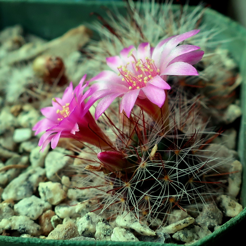 Finally first flower! IMG-6728