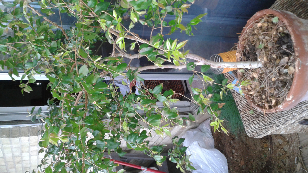 Jaboticaba March 2016 (1)