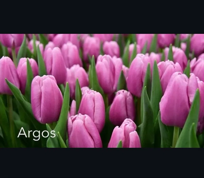 Argos