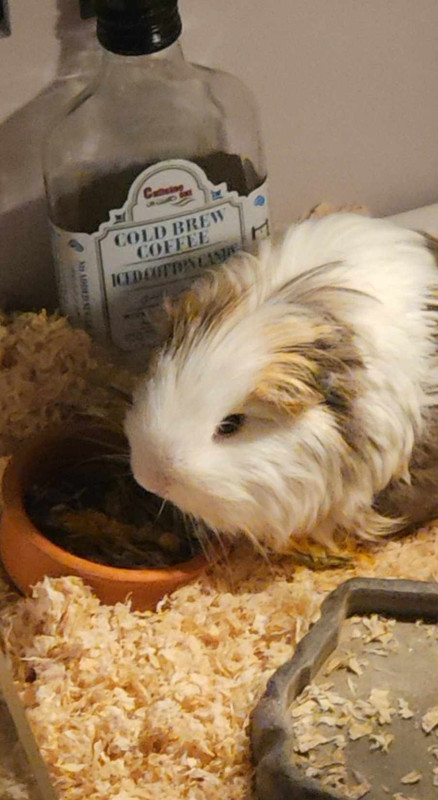 pigy-4.jpg