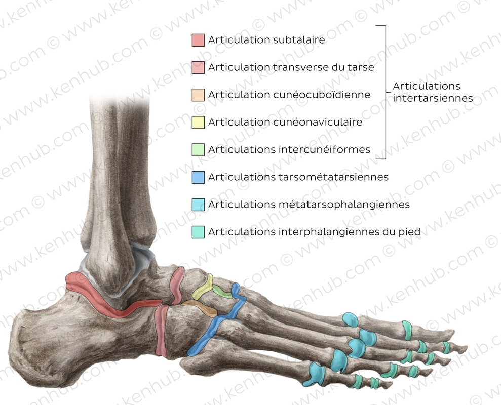 Articulations du Pied