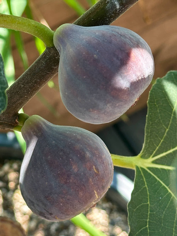 figs-26.jpg