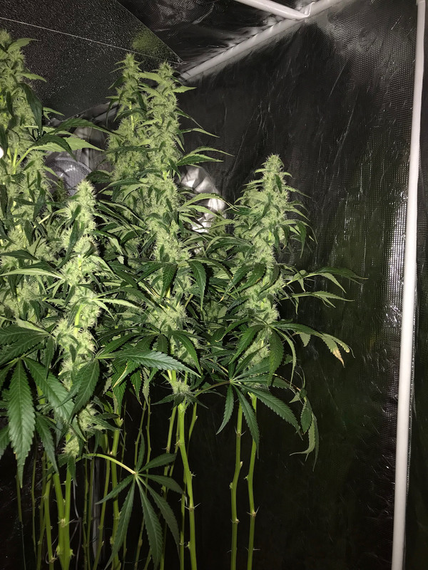 61614BA9-4432-4AF8-AC07-E57C67B38541