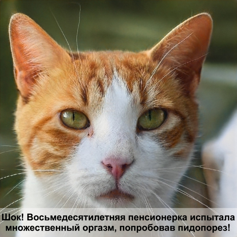 сколько живут британские вислоухие кошки