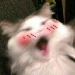 0bb51eeda441cd18465b7c850a138c77c32d2093 256 256 9691