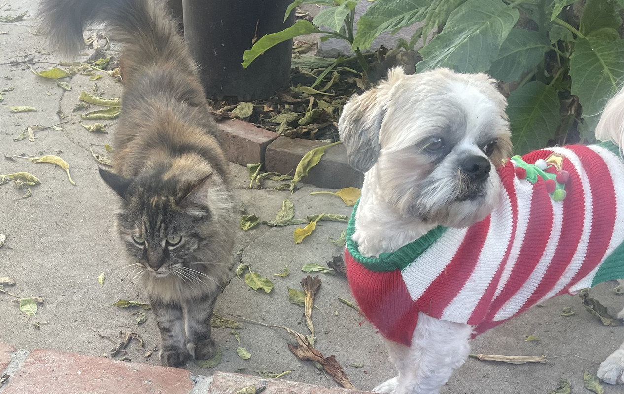 4256-E983-8-E8-D-4-F6-A-8065-360302-DC784-D-1-201-a