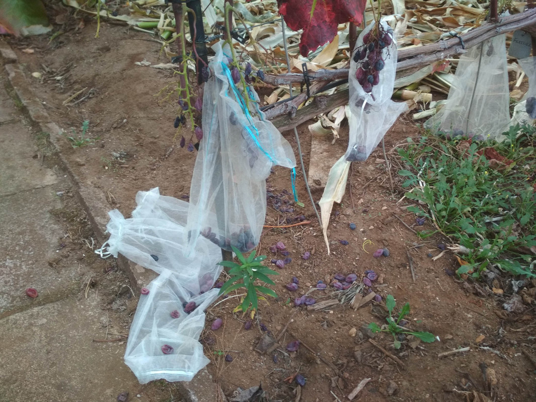 181013_Waschbären 2