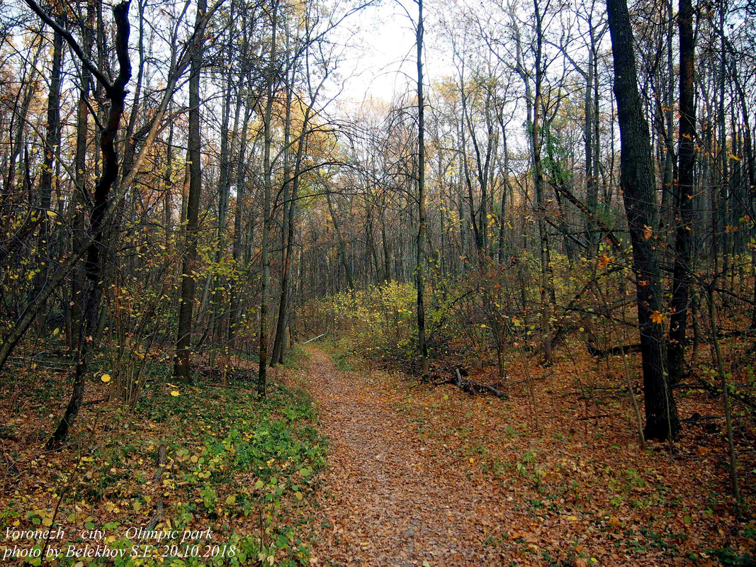 Воронеж, Олимпик, осень