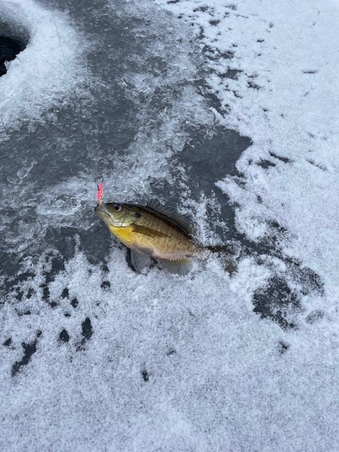 gill