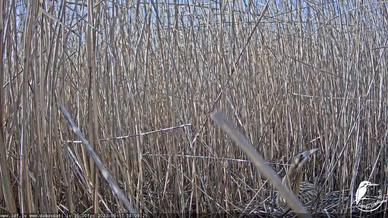 Lielais dumpis (Botaurus stellaris) Engurē - LDF tiešraide 14-54-15 screenshot