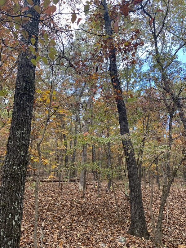 "Seize Your Slice of Serenity: .3 Acres Near Turkey Mountain Golf Course Await!"